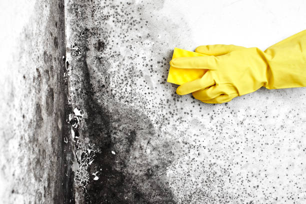 Best Mold Odor Removal Services  in Palmhurst, TX
