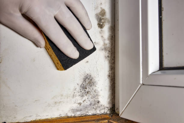 Best Basement Mold Removal  in Palmhurst, TX